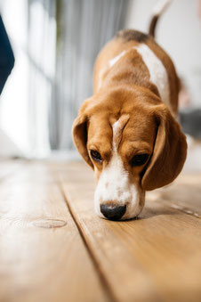 Chien détecteur de punaise de lit 