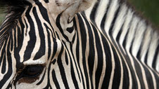 Zebra, Kariba, Zimbabwe