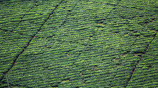 Tea field, Honde Valley, Zimbabwe