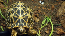 Turtle, Singapore zoo