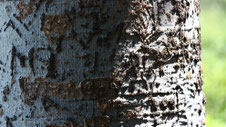 Signatures, Etosha, Namibia