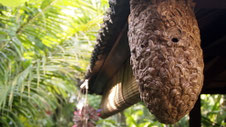 Beehive, Ubud, Indonesia
