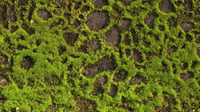 Moss, Ubud, Indonesia