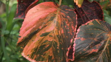 Leaf-camouflage, Ubud, Indonesia