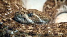 Rattle Snake, Singapore Zoo