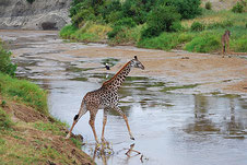 Tansania preiswerte Safari