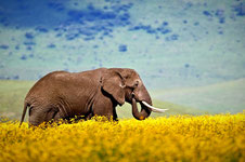 Elefant während der Campingsafari im Serengeti Nationalpark