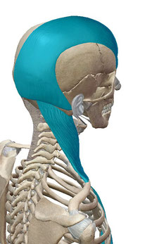 スーパーフィシャルフロントライン　頭頚部