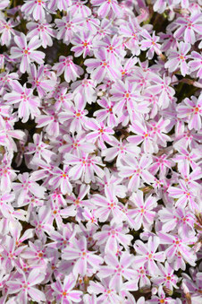 Phlox 'Candy Stripes'