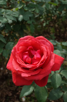 Rosa 'Duftwolke'