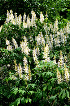 Aesculus parviflora