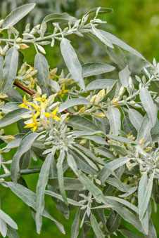 Salix alba