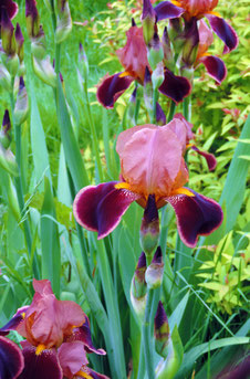 Iris 'Senlac'