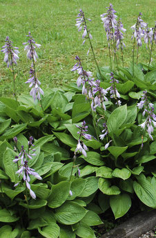 Hosta sieboldiana