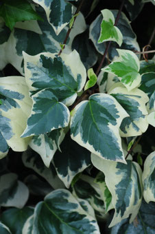 Hedera 'Gloire de Marengo'