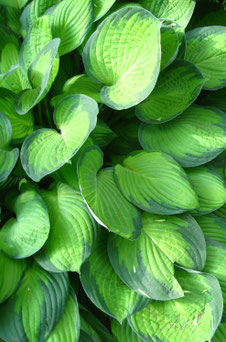 Hosta Fortunei 'Hyacinthina'