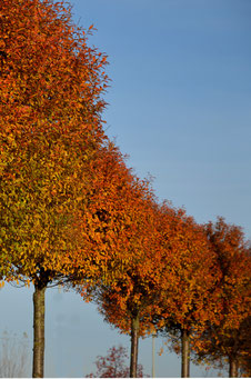 Prunus eminens 'Umbraculifera'