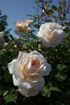 Rosa 'Crocus Rose'