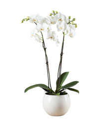 Orchidée 2 branches - Fleuriste Francheville