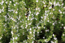 blühender Thymian mit Steinhummel