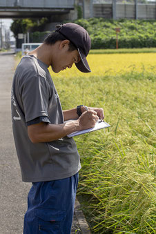 前回、同行させていただいた７月には「草丈」「茎数」の調査だった。今回、長さの所は「稈長」と「穂長」に分けられ、また「穂数」が調べられる。