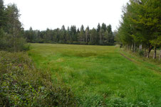 Wiese im Zellbachtal, Foto: Birgit Weis