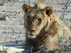 Etosha Nationalpark - Löwe