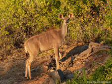 Palmwag Lodge - Kudu