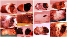 Meerschweinchen alle Rassen