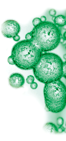 Biology - Yeast it's life - COFALEC
