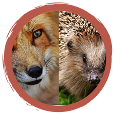 Märchenstunde: Der Igel und der Fuchs