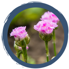 Strandgrasnelke - Blume des Jahres 2024