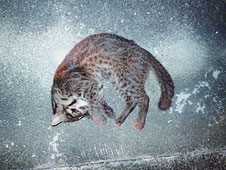 交通事故で死亡したヤマネコ(西表自然保護官事務所提供)