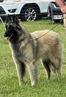 Née le 30 septembre 2019 de notre lice sable Iziwin des Loups de la Tiarde et de l'étalon CHCS-S.R. Corsini Maxime.  Elle est la petite fille de nos regrettés Vick de la Vallée de la Charente et Buffet des Loups de la Tiarde et prendra la succession de sa