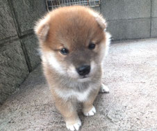 柴犬子犬の画像