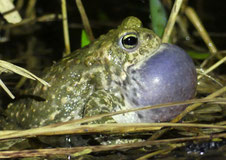 Kreuzkröte. Foto: Cornelia Buchta