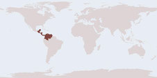 Ischnomela pulchripennis from Isla Bastimentos, Panama (GPS: 9.343980, -82.178886)