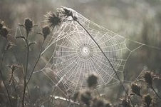 Cobwebs in the Herbaceous border bring a bit of winter interest and colour