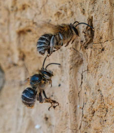 Pelzbienen (Foto: Weber)