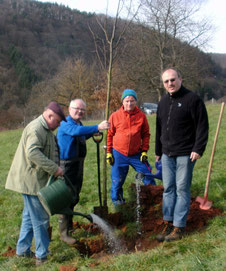 Lindenpflanzung in Dernbach