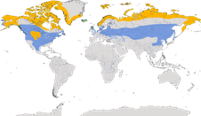 Karte zur Verbreitung der Sporn- und Schneeammern