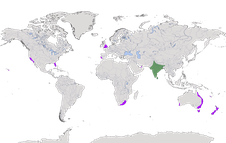 Karte zur Verbreitung des Blauen Pfaus (Pavo cristatus)