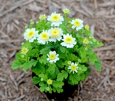 マトリカリア　キク科 学名：Tanacetum parthenium 松原園芸