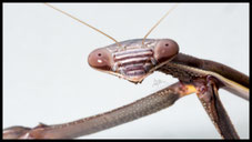 Solygia sulcatifrons
