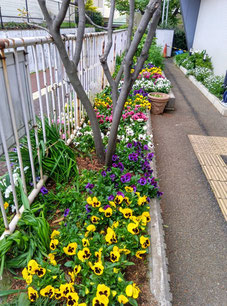 日吉地区センターの花壇