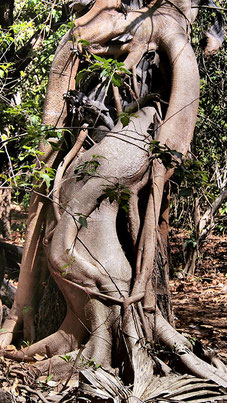 bound for eden, eva marie lobmaier, travel photographie, massive tree, indonesia