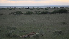 Running wildebeast, dead giraffe, 
