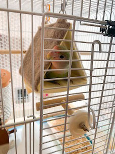 バードテント フン 文鳥 セキセイインコ コザクラインコ オカメインコ ウロコインコ 通販 洗い方 いつから おすすめ  バードベット バードベッド ハンモック