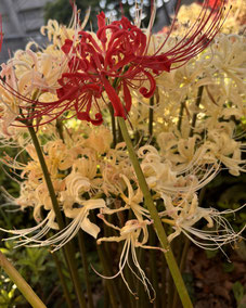 開花を迎えた曼珠沙華（マンジュシャゲ）