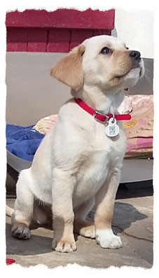 Croisé Labrador à l'école pour chiots à Dax